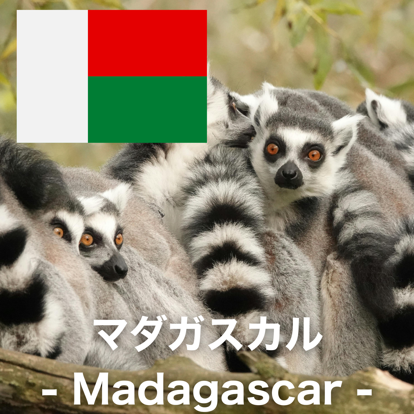 マダガスカル